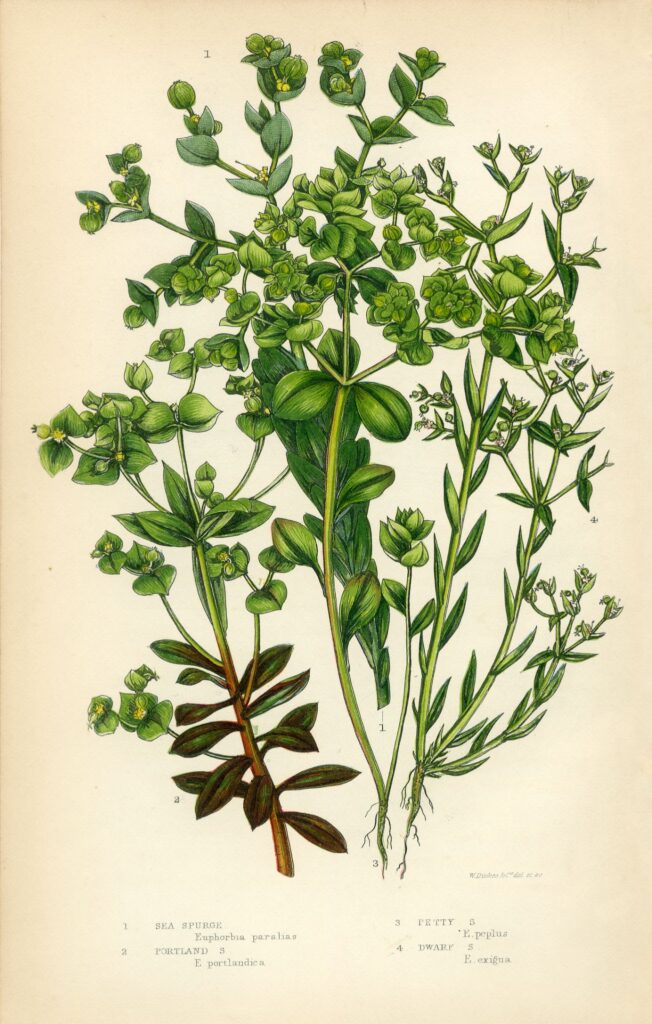 Petty spurge
