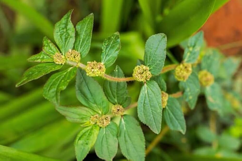 Asthma plant