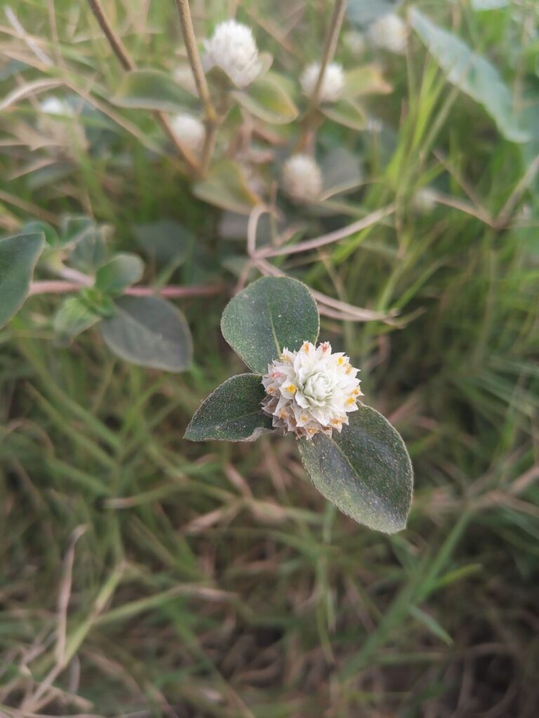 Gomphrena celosioides