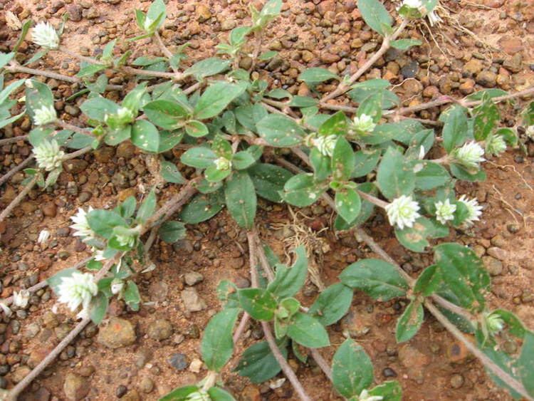 Gomphrena celosioides