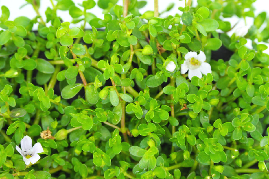 Bacopa monnieri plant