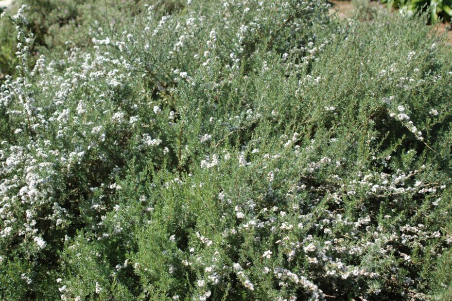 Wild rosemary